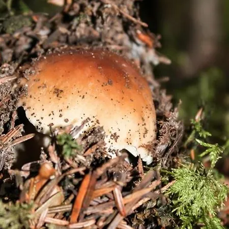 Independant Avec Cour Privative Pres De Lavoute-chilhac Et Langeac - Fr-1-582-224 Feriehus Ferrussac