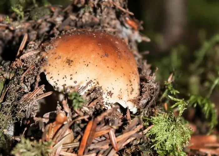 Independant Avec Cour Privative Pres De Lavoute-chilhac Et Langeac - Fr-1-582-224 Holiday home Ferrussac